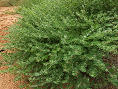 Indigofera cordifolia