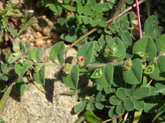 Indigofera cordifolia