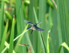 Rhyothemis fuliginosa