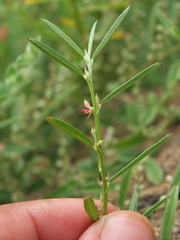 Indigofera linifolia