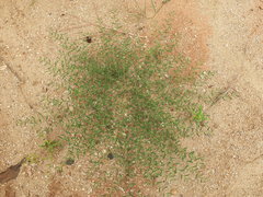 Indigofera linifolia