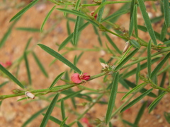 Indigofera linifolia
