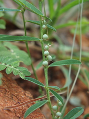 Indigofera linifolia