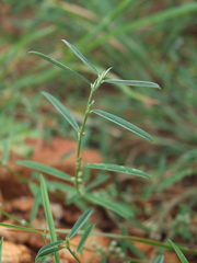Indigofera linifolia