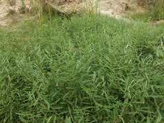 Indigofera linifolia
