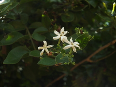 Jasminum auriculatum