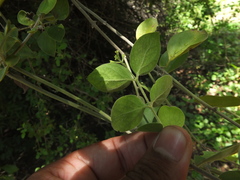 Jasminum auriculatum