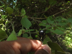 Jasminum auriculatum