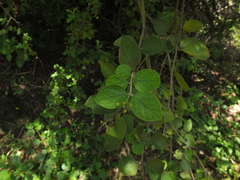 Jasminum auriculatum
