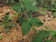 Lantana veronicifolia