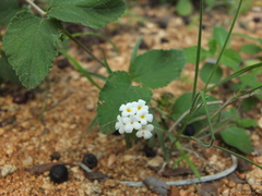 Lantana veronicifolia
