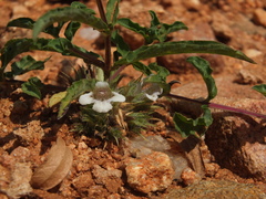 Lepidagathis cristata