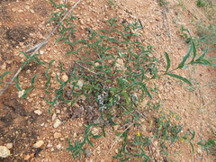 Lepidagathis cristata