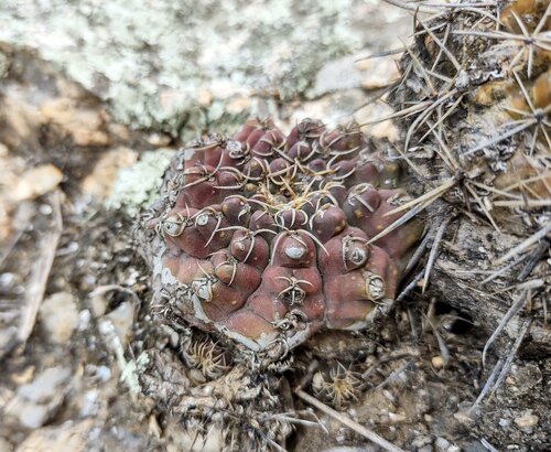 Quehla chin cactus (Gymnocalycium quehlianum)