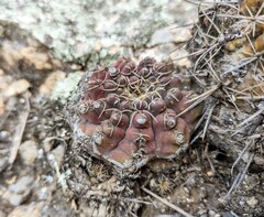 Gymnocalycium quehlianum