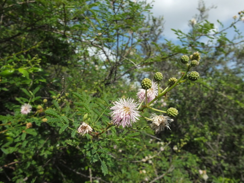 Himalayan mimosa (Mimosa rubicaulis)