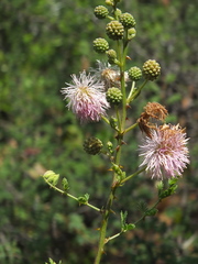 Mimosa rubicaulis