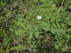 Mimosa rubicaulis