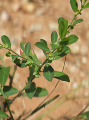 Phyllanthus maderaspatensis