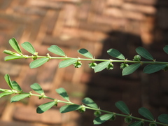 Phyllanthus maderaspatensis