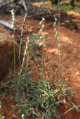 Melanocenchris jacquemontii