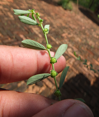 Phyllanthus maderaspatensis