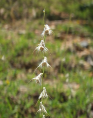 Melanocenchris jacquemontii