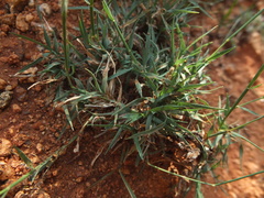 Melanocenchris jacquemontii