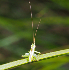 Conocephalomima barameda