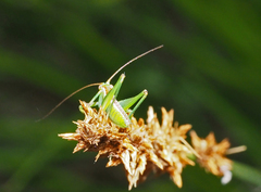 Conocephalomima barameda