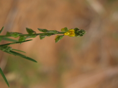 Polygala arvensis