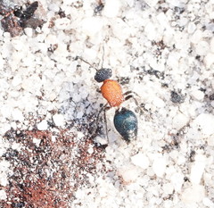 Ephutomorpha laetabilis