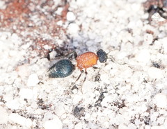 Ephutomorpha laetabilis