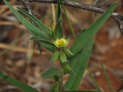 Polygala arvensis