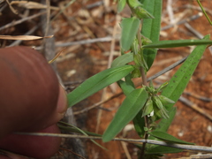 Polygala arvensis