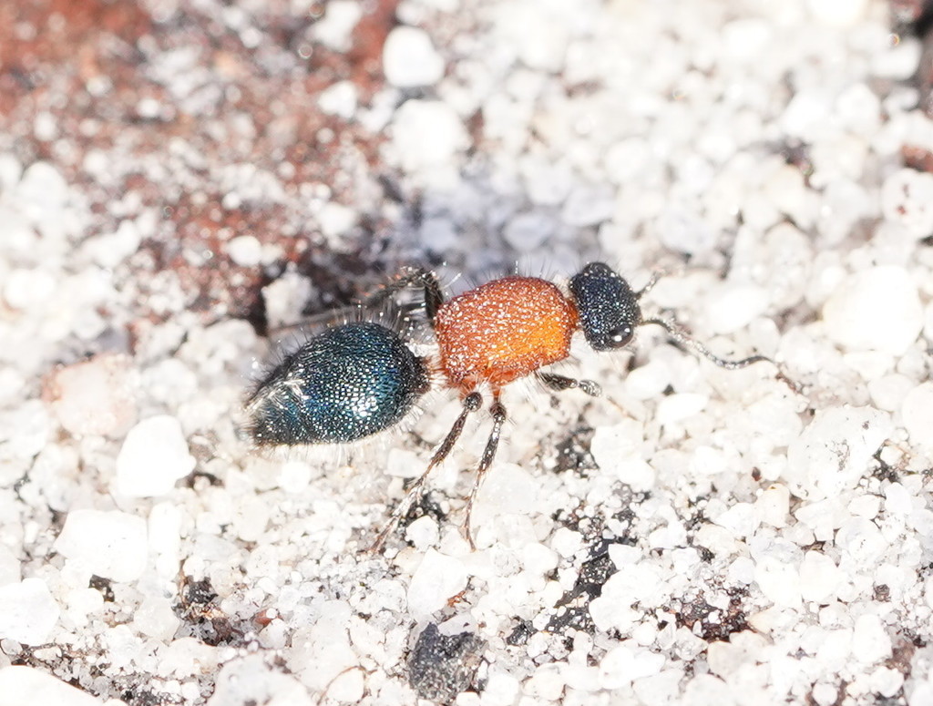 Ephutomorpha laetabilis