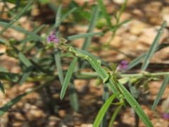 Polygala erioptera