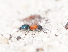 Ephutomorpha laetabilis