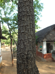 Pterocarpus santalinus