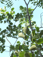 Pterocarpus santalinus