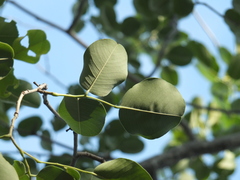 Pterocarpus santalinus