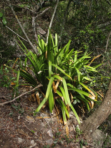 Clivia nobilis, photograph 2