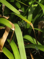 Clivia nobilis