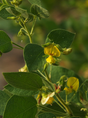 Rhynchosia cana