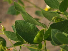 Rhynchosia cana