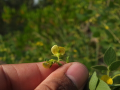 Rhynchosia cana
