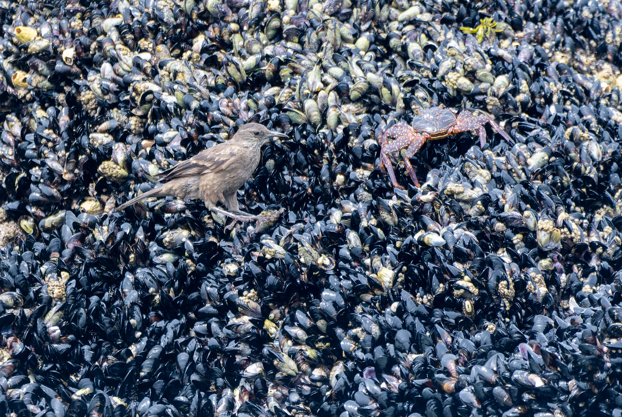 Peruvian Seaside Cinclodes (Cinclodes taczanowskii), photo 2