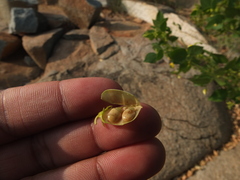 Rhynchosia cana