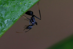 Camponotus gambeyi