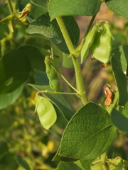 Rhynchosia cana